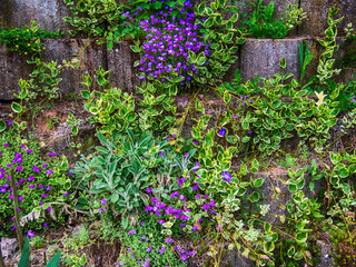 Purple flowers on the wall