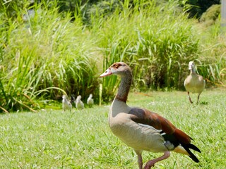 The Egyptian goose with goslings (Alopochen aegyptiaca); an ornamental bird, African member of the Anatidae family.