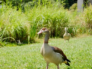 The Egyptian goose with goslings (Alopochen aegyptiaca); an ornamental bird, African member of the Anatidae family.