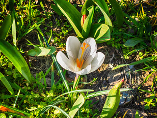 White crocus growing
