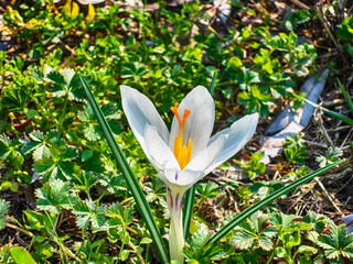 White crocus in the sun