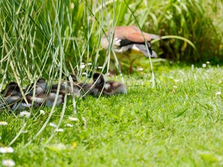 A baby geese on grass, goslings of the Egyptian goose (Alopochen aegyptiaca); an ornamental bird, African member of the Anatidae family.
