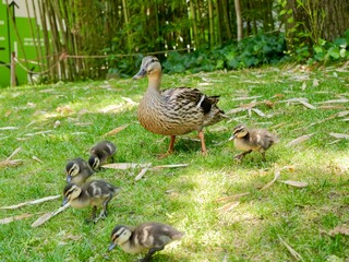 Duck with ducklings of mallard or wild duck (Anas platyrhynchos)