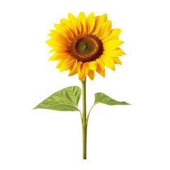Obraz premium sunflower