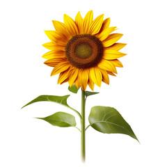Obraz premium sunflower isolated on white background