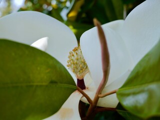 Flowering southern magnolia or bull bay (Magnolia grandiflora), is a tree native to the...