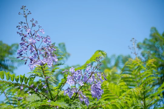 世界三大花木」の写真素材 | 81件の無料イラスト画像 | Adobe Stock