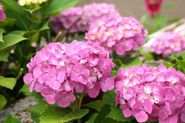 川沿いの緑道に咲く赤紫色のアジサイの花。