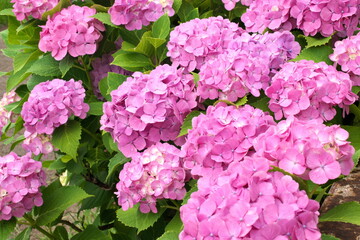 川沿いの緑道に咲く赤紫色のアジサイの花。