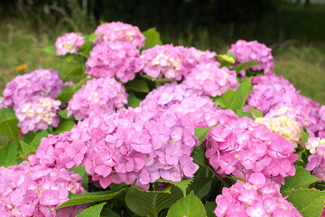 川沿いの緑道に咲く赤紫色のアジサイの花。