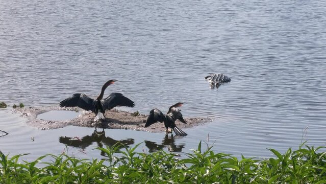 Anhinga Birds and a Large Alligator in a Lake in Florida.