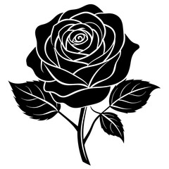 black and white rose