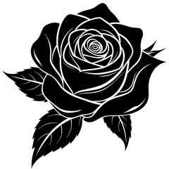 black rose vector illustration