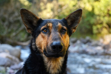 German shepherd or police dog