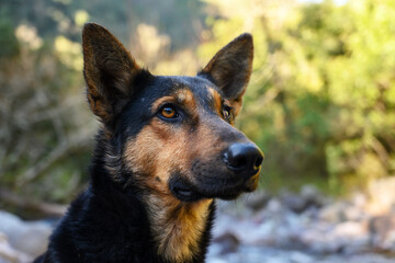 German shepherd or police dog