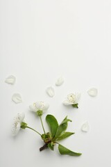 Beautiful spring tree blossoms and petals on white background, flat lay. Space for text