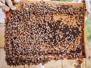 Bees for Beekeeping