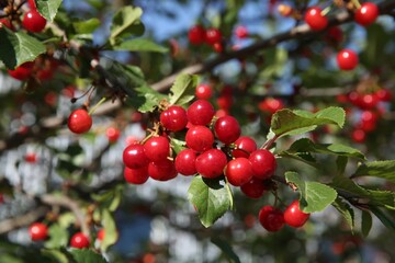 Cherry tree with ripe red berries outdoors, closeup