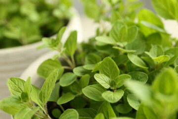 Aromatic green oregano growing in pots, closeup