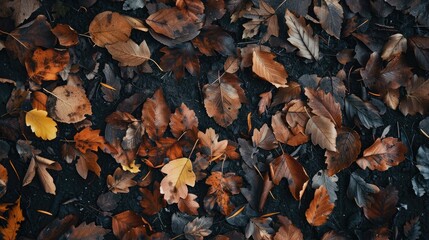 Ground covered with fallen autumn leaves