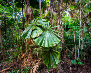 famous fan palms in the daintree rainforest, unique vegetation in the austral rainforest, jungle in queensland