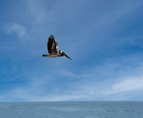 Lone Pelican