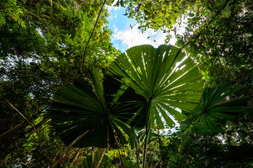 Naklejka premium unique nature of daintree rainforest near cairns, north queensland, australia; ancient tropical rainforest with fan palms