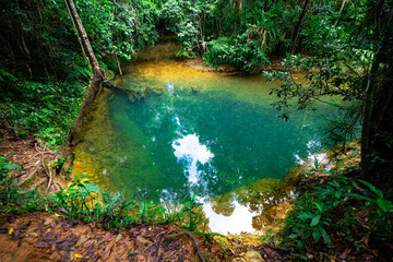 unique nature of daintree rainforest near cairns, north queensland, australia; ancient tropical rainforest with fan palms