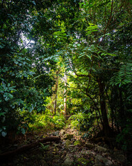 unique nature of daintree rainforest near cairns, north queensland, australia; ancient tropical rainforest with fan palms