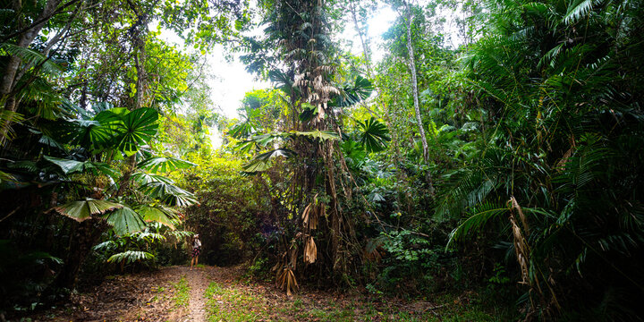 unique nature of daintree rainforest near cairns, north queensland, australia; ancient tropical rainforest with fan palms