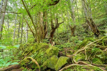 蓼科大滝近くの神秘的な苔むした森の情景