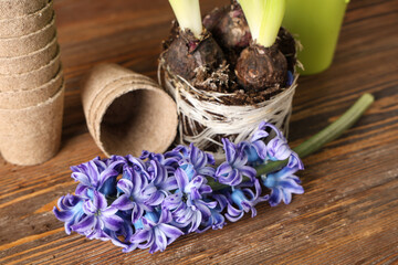 Planting hyacinth flowers on table against wooden background