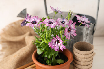Pot with blooming plant and gardening tools on table against white background