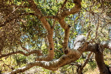 Fototapeta premium Twisted California Live Oak