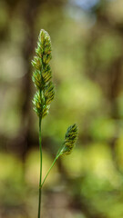 Wild Wheat