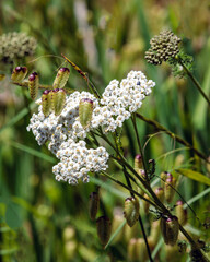 White Blossom and Bleeding Hearts