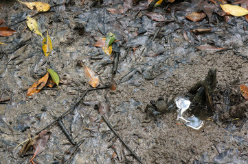 雨が降った後のぬかるんだ地面の様子