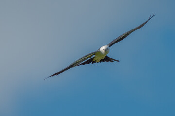 Fototapeta premium Swallow-tailed Kite in flight