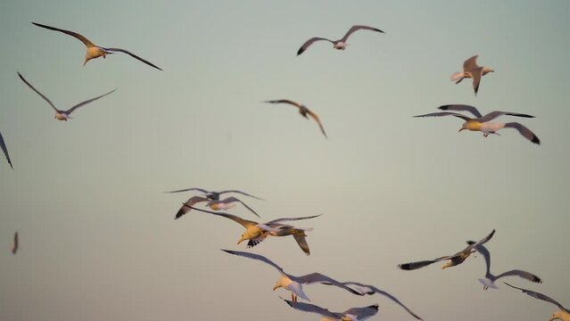 Seagulls flying slow motion in sunset. Slow motion cinematic shot of seagulls flying in a blue sky over the ocean. 