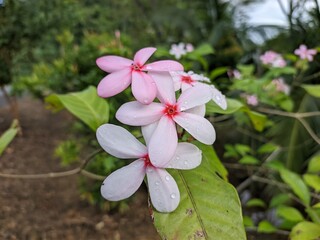 kopsia fruticosa flower in the morning