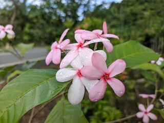kopsia fruticosa flower in the morning
