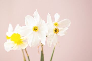 Obraz premium Gentle blossom Narcissus flower bouquet.