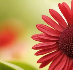 red gerber daisy, macro, yellow, plant, petal, flora, pink, blossom, spring, summer, bloom, beauty, garden, petals, gerbera