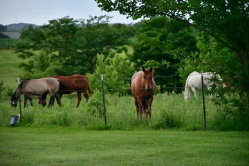 Fototapeta premium Horses in a Farm Field