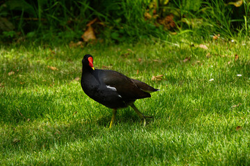 Close up of a bird standing on the ground