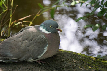 A close-up of a common pigeon