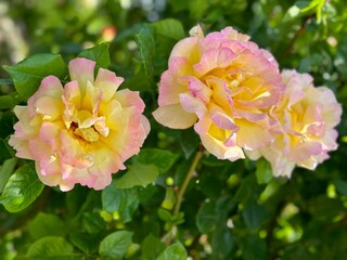 Beautiful roses pink yellow petals