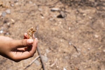 Insecto chiicharra mudando piel, secas