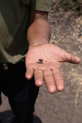 Semillas en campo sobre palma de la mano