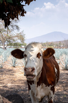 Vaca manchada caf&eacute; y blanco, mirada de frente bajo la sombra en el campo